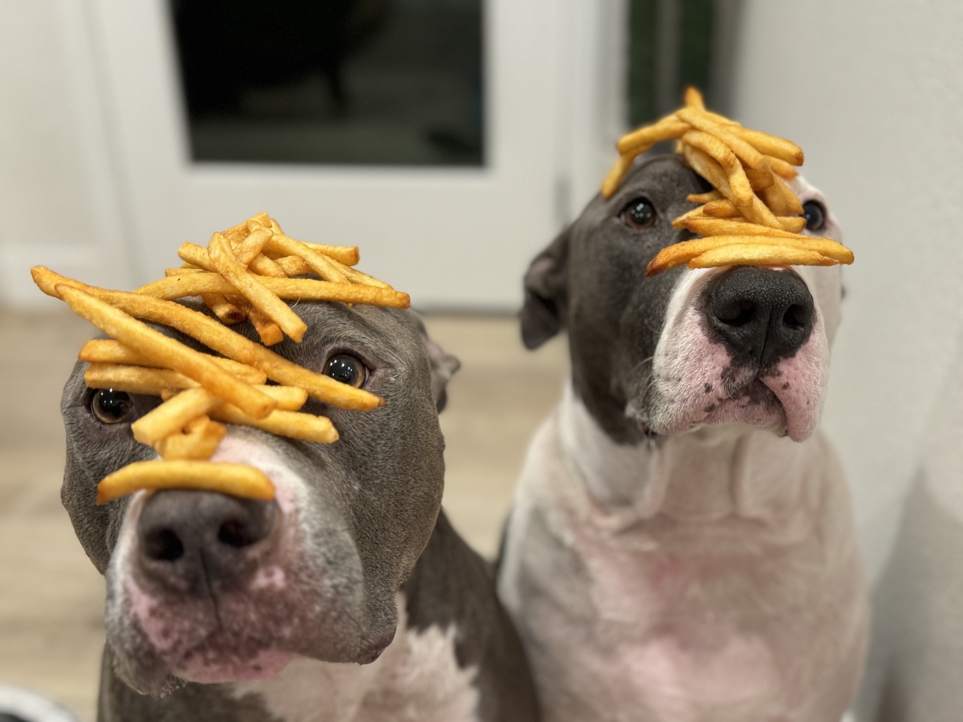Zipp and Butkus, the Newman family rescue dogs